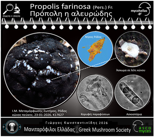 Propolis farinosa observed 2026-01-23