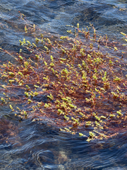 Myriophyllum quitense, photograph (c) Cody Hinchliff, some rights reserved (CC BY)