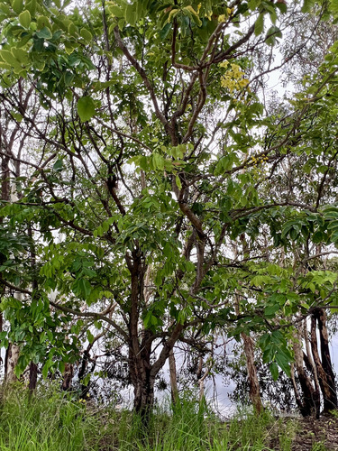 Golden Shower Tree
