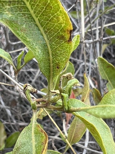 Dodonaea viscosa observed 2026-01-22