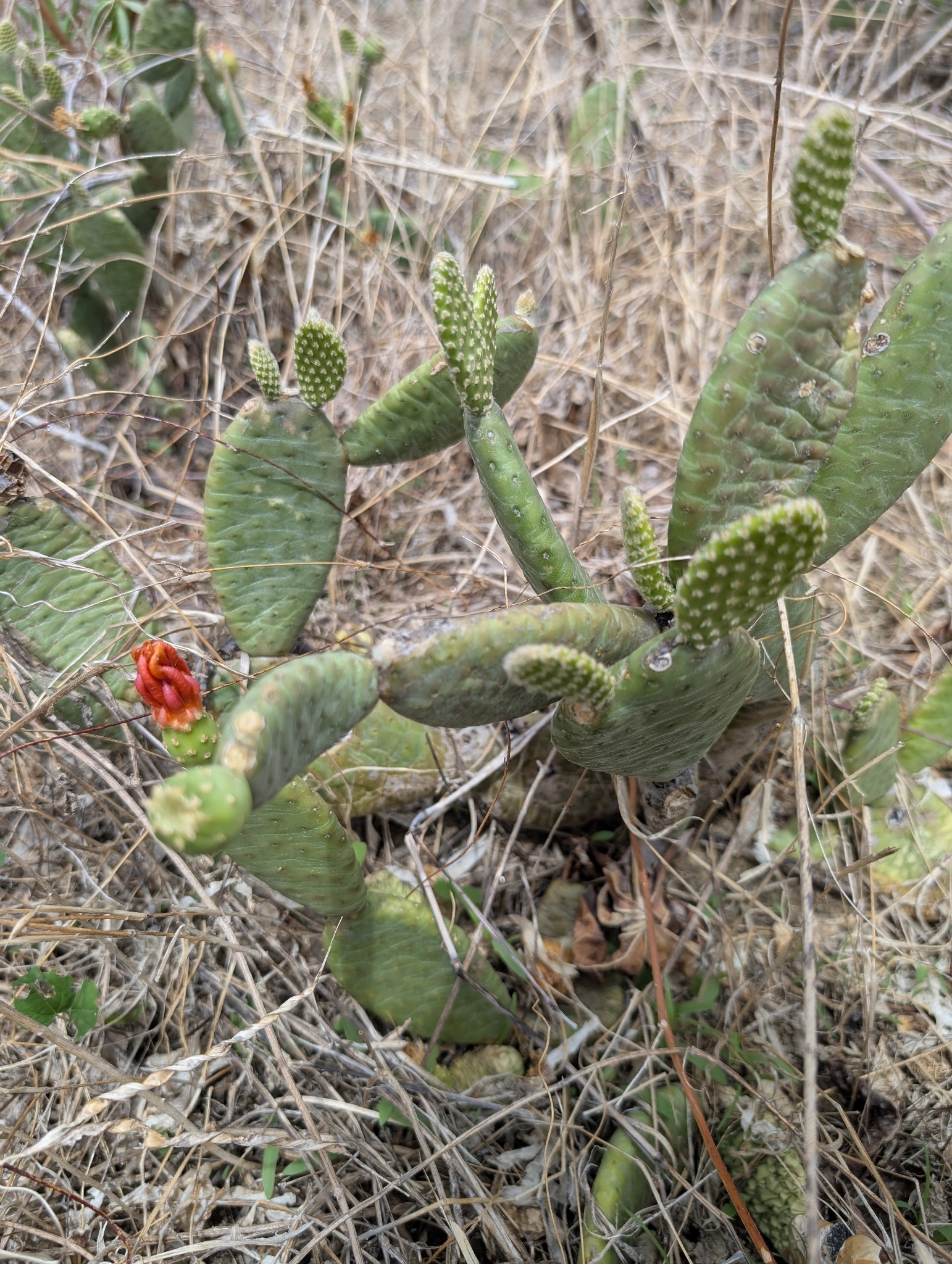 Tacinga subcylindrica