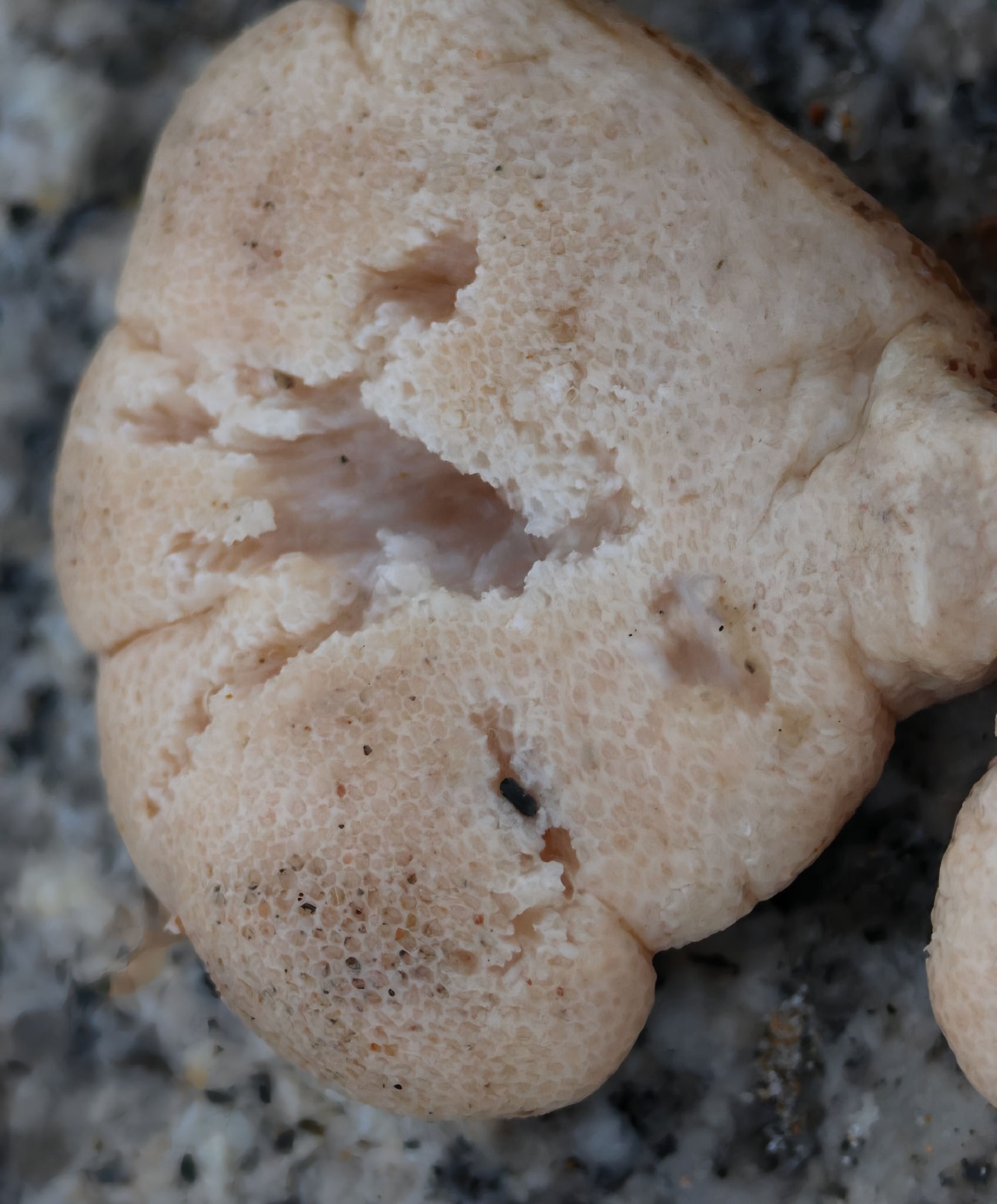 Alcyonium digitatum Linnaeus, 1758