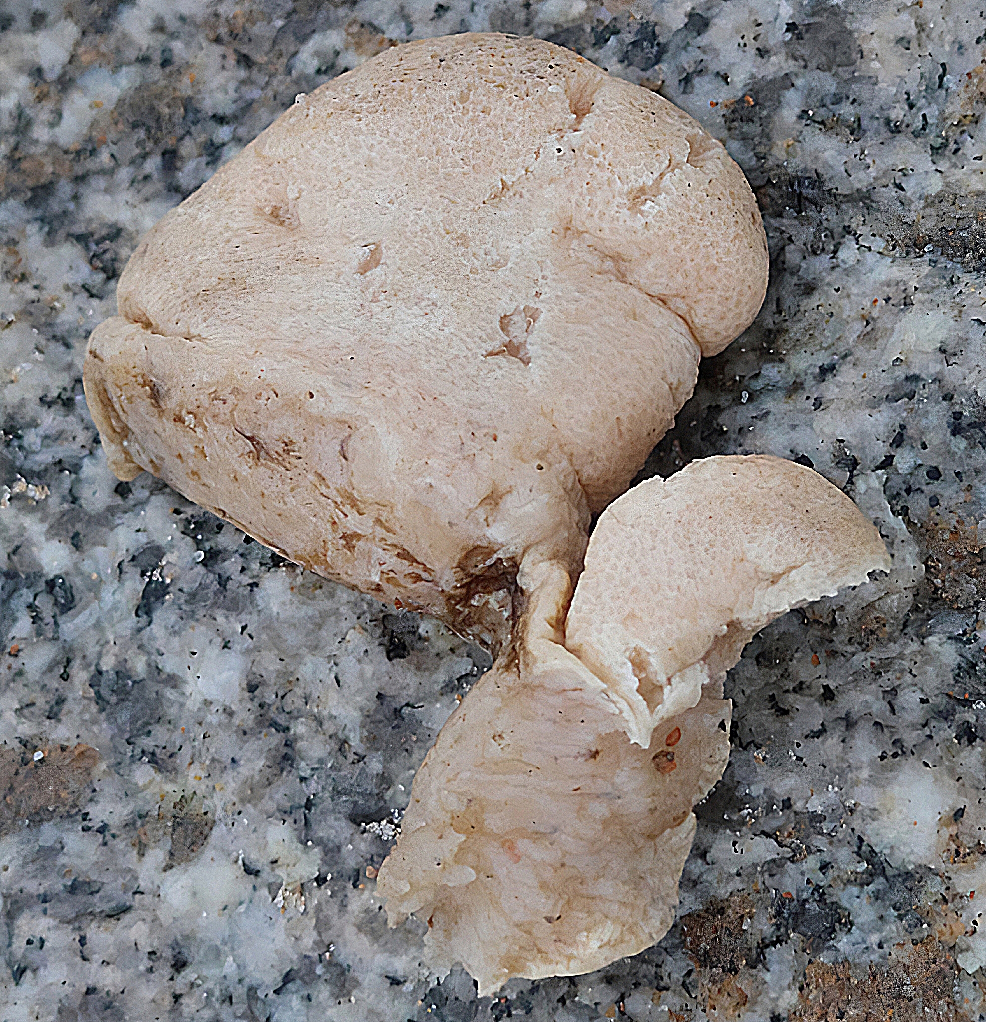 Alcyonium digitatum Linnaeus, 1758