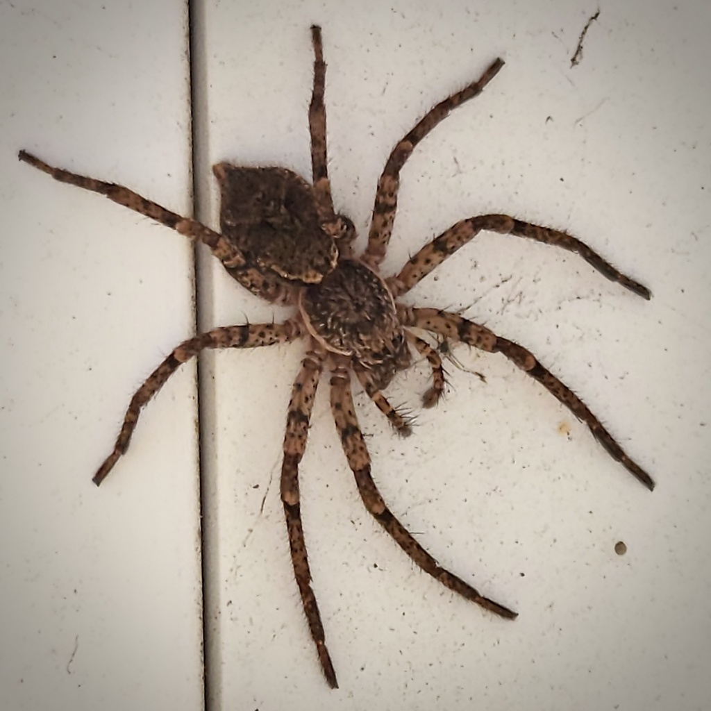 Tomopisthes horrendus