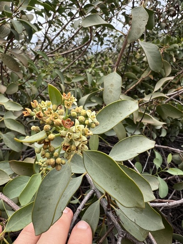 Santalum ellipticum observed 2026-01-22