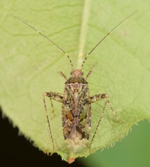 Phytocoris eximius