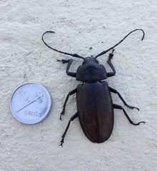 Olethrius scabripennis