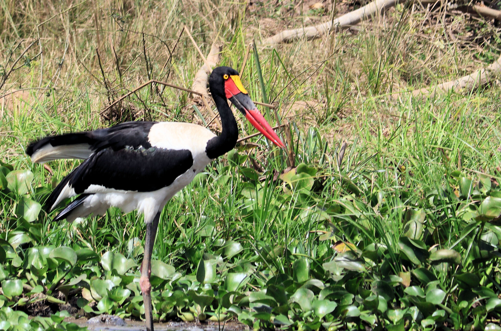 Saddle-billed Stork (Ephippiorhynchus senegalensis), photo 2