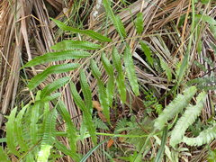 Goniopteris pennata