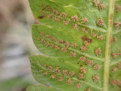 Goniopteris pennata