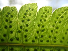 Goniopteris pennata