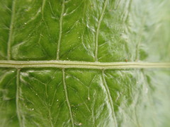 Goniopteris pennata