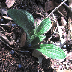 Lithospermum helleri