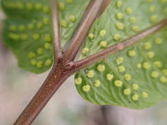 Goniopteris pennata