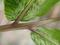 Goniopteris pennata