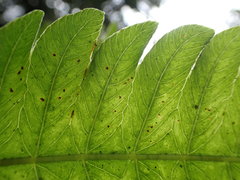 Goniopteris pennata