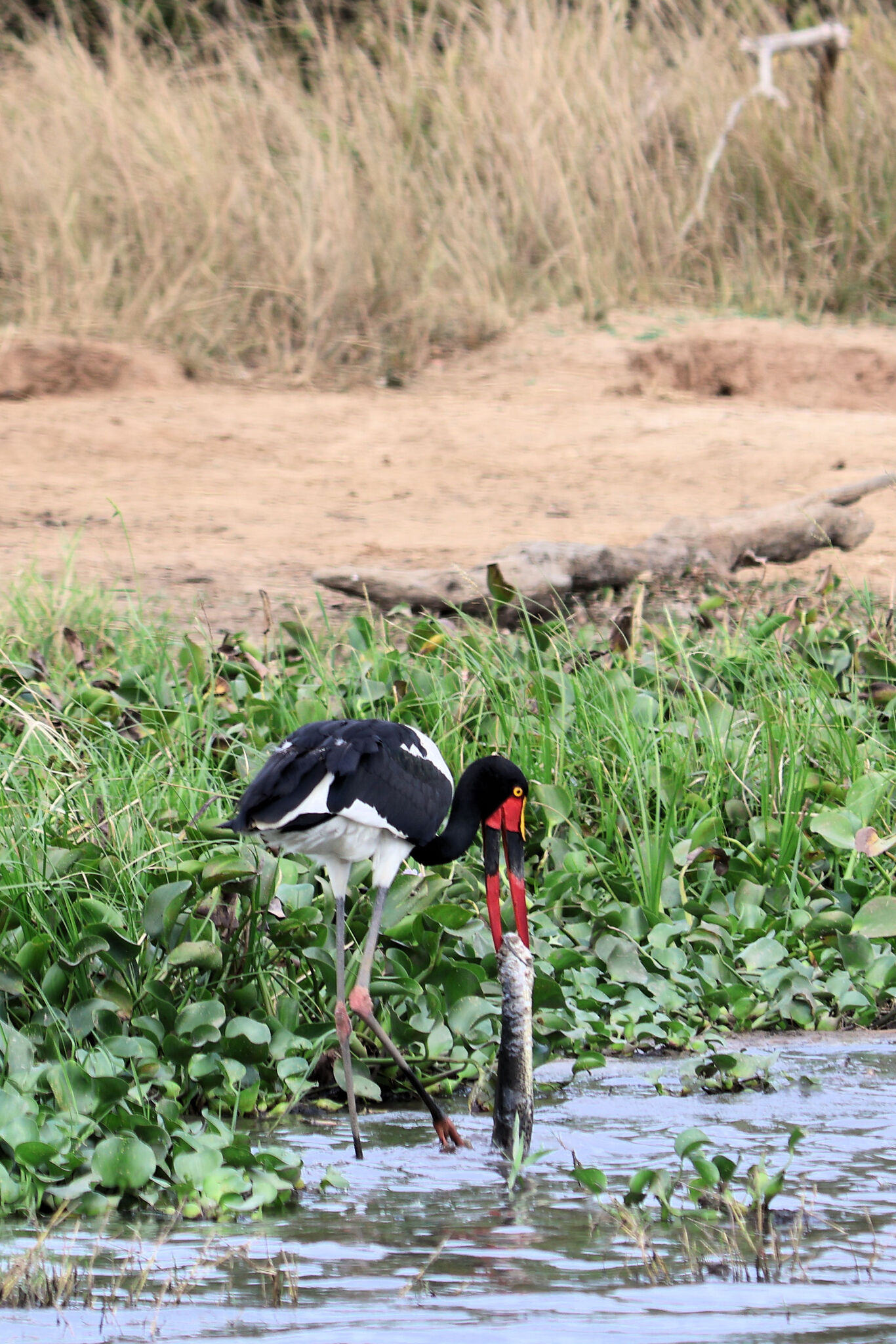 Saddle-billed Stork (Ephippiorhynchus senegalensis), photo 3