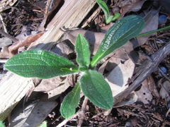 Lithospermum helleri