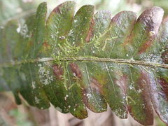 Goniopteris pennata