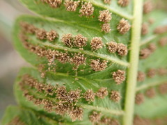 Goniopteris pennata