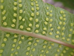 Goniopteris pennata