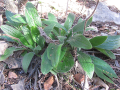 Lithospermum helleri