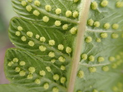 Goniopteris pennata