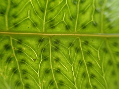 Goniopteris pennata