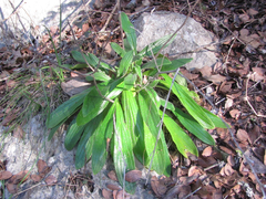 Lithospermum helleri