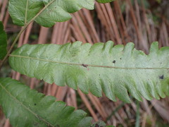 Goniopteris pennata