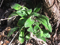 Lithospermum helleri