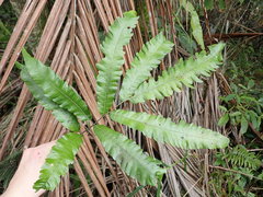 Goniopteris pennata