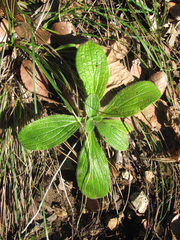 Lithospermum helleri