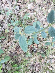 Ceanothus integerrimus macrothyrsus