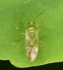 Lygocoris pabulinus