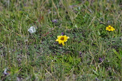 Bidens andicola