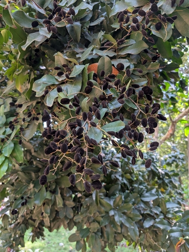 Velvet Tamarind (Dialium guineense)