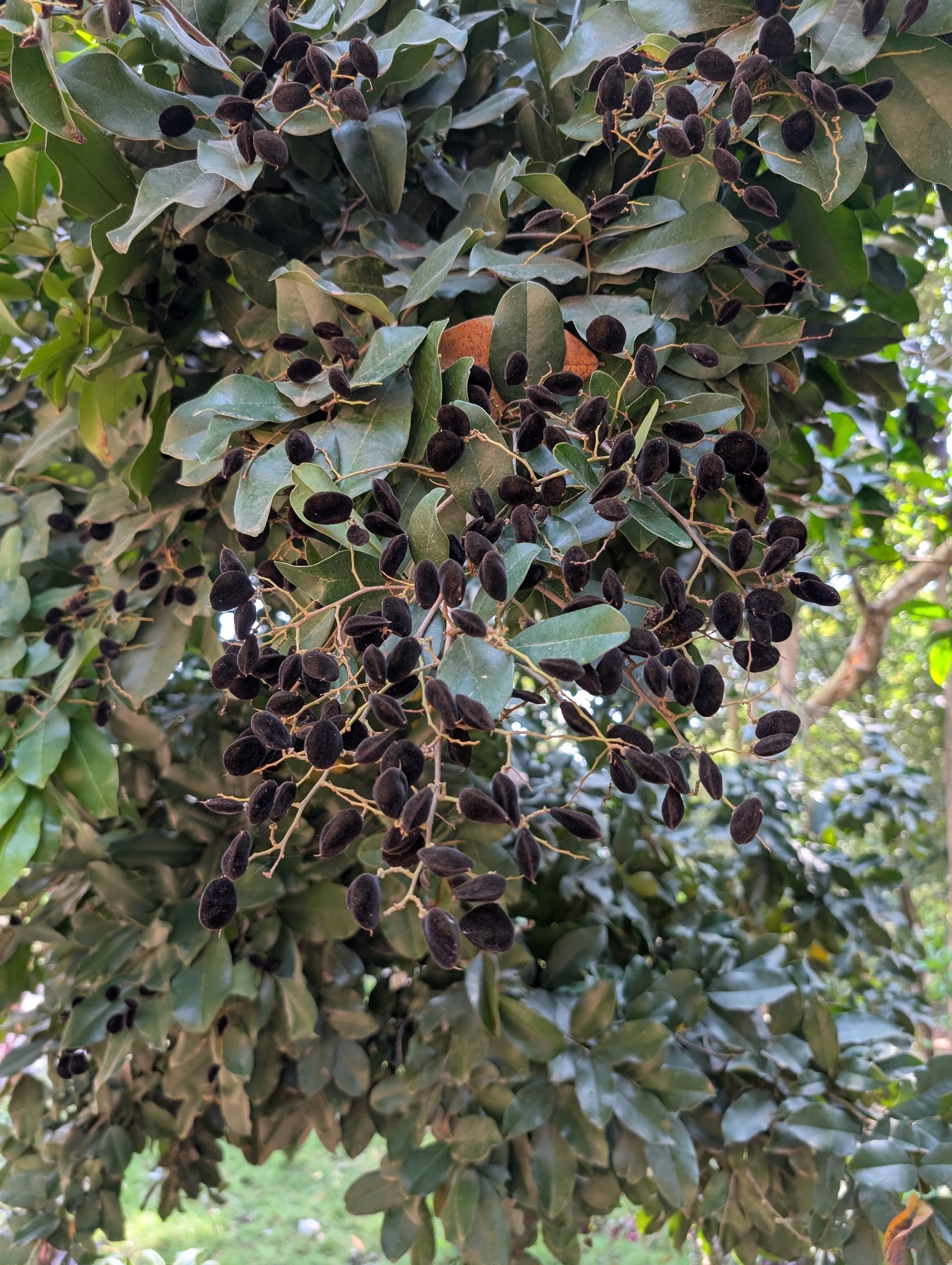 Velvet Tamarind (Dialium guineense)