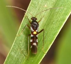 Sericophanes heidemanni