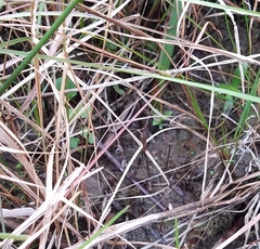 Brachypremna dispellens