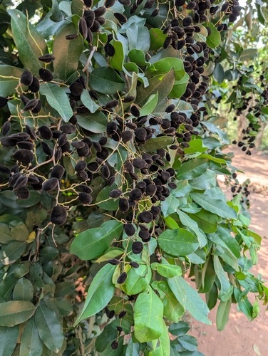 Dialium guineense, photograph 4