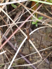 Brachypremna dispellens