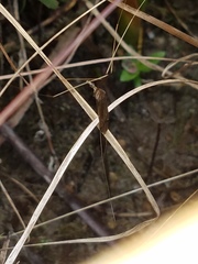 Brachypremna dispellens