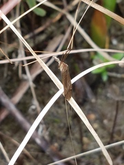 Brachypremna dispellens