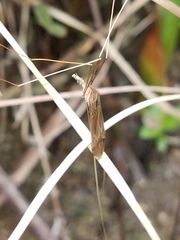 Brachypremna dispellens