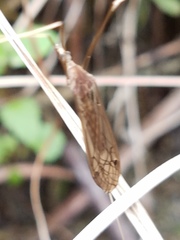 Brachypremna dispellens