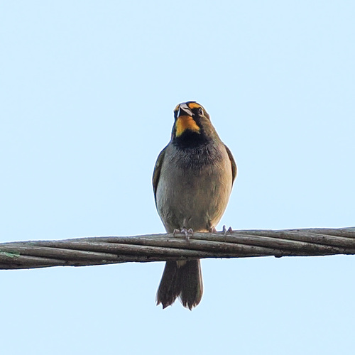 Yellow-faced Grassquit (Tiaris olivaceus), photo 2