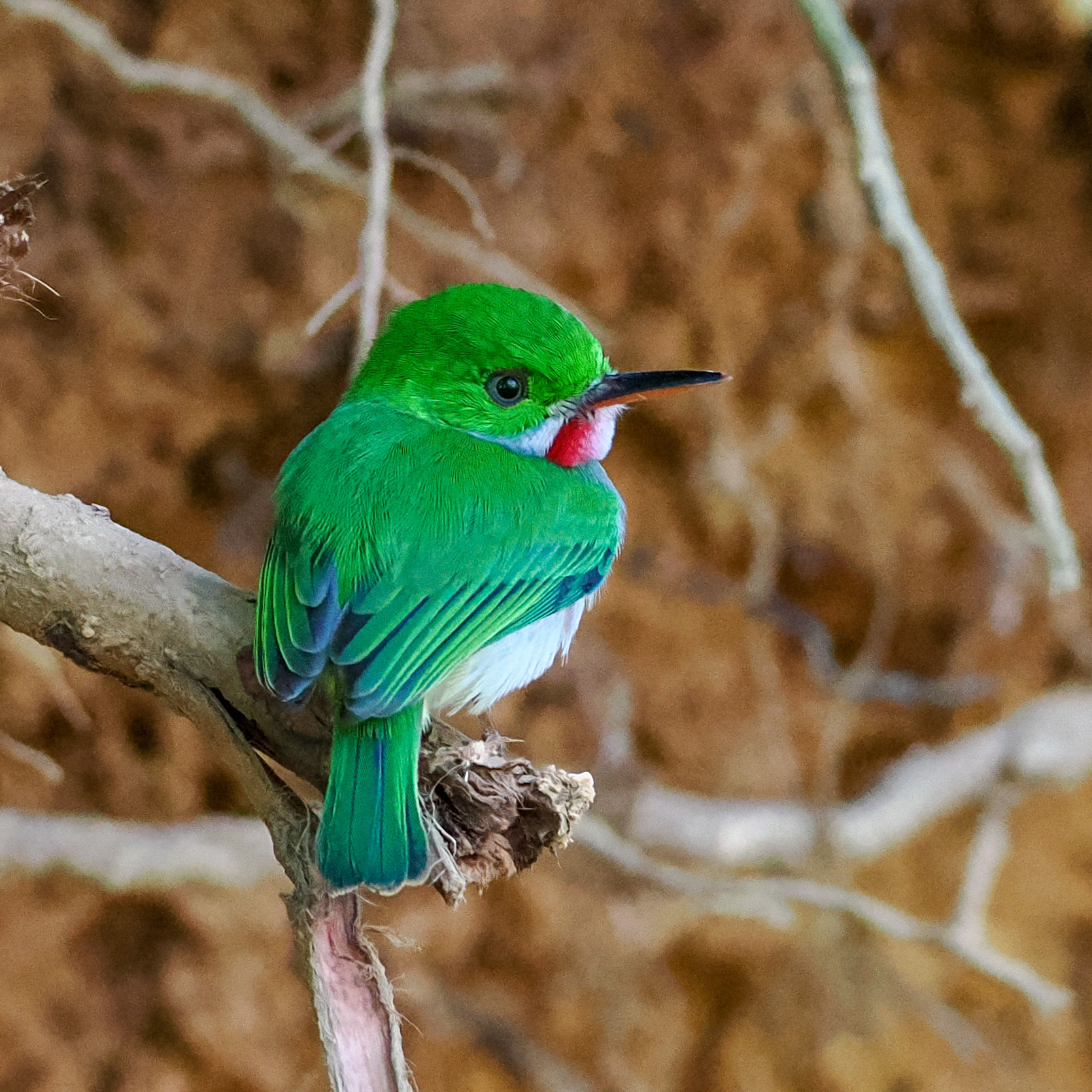 Broad-billed Tody (Todus subulatus), photo 1