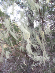 Usnea trichodea