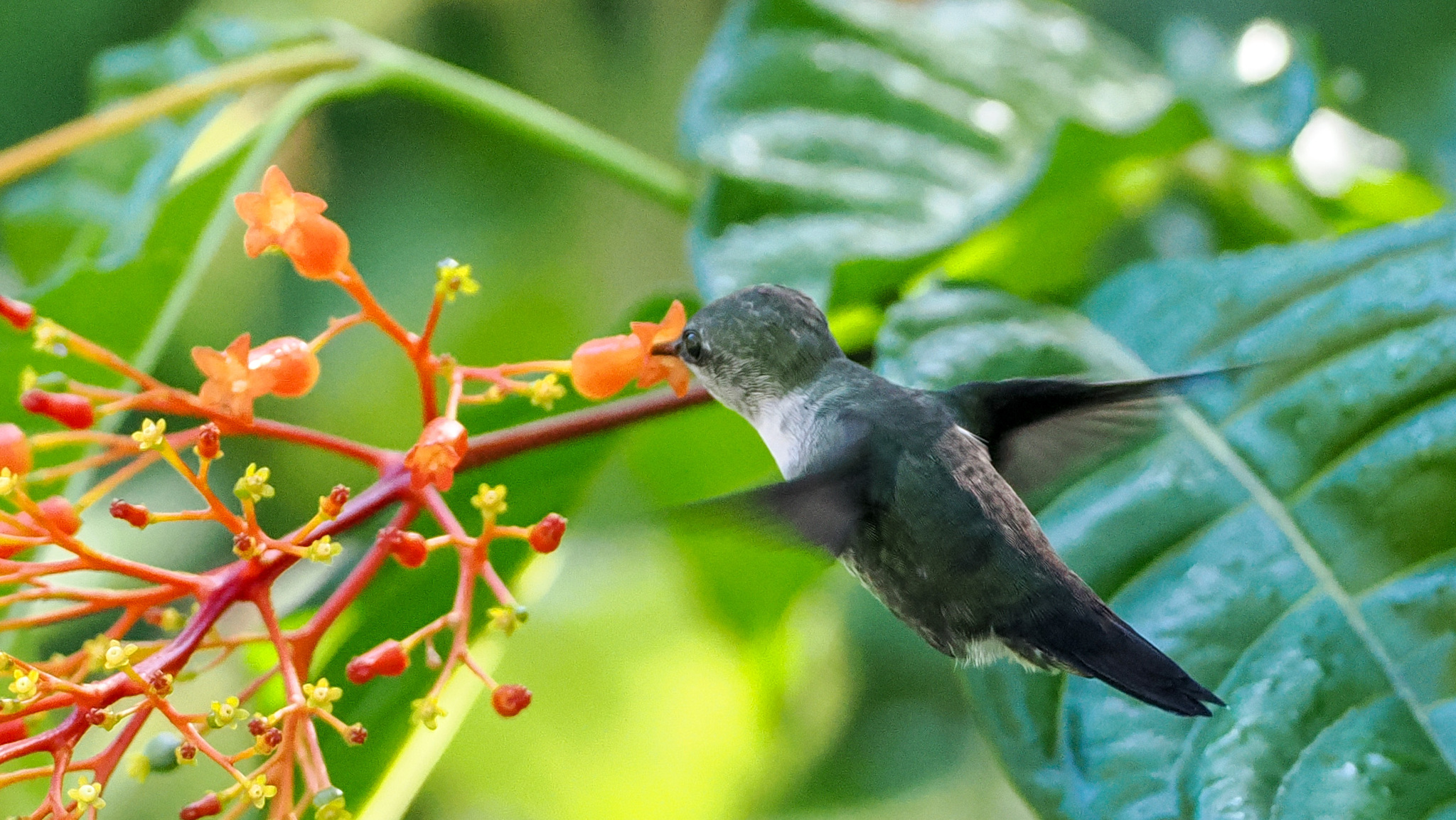 Vervain Hummingbird (Mellisuga minima), photo 2